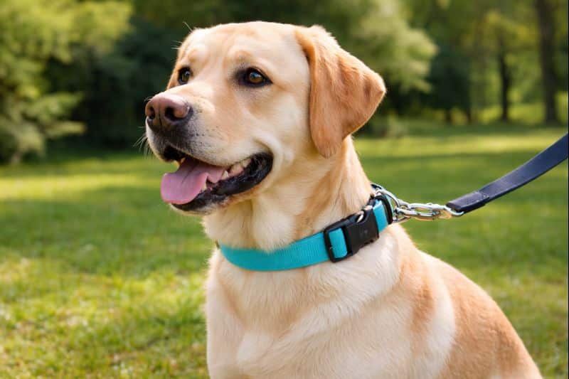 Collier pour chien correctement ajusté selon la taille et le comportement