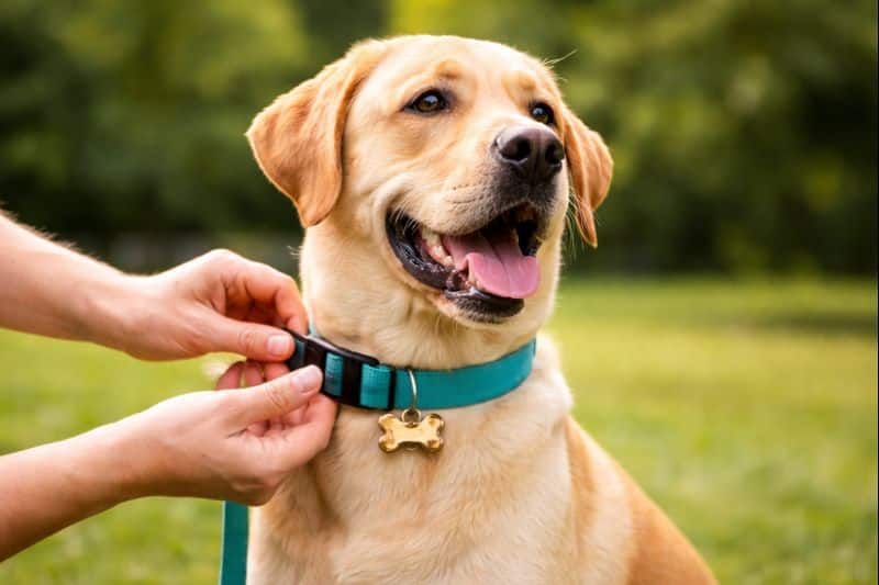 Mettre et régler correctement un collier pour chien sans trop serrer