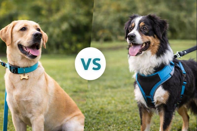 Harnais et collier pour chien comparés selon le comportement et la promenade
