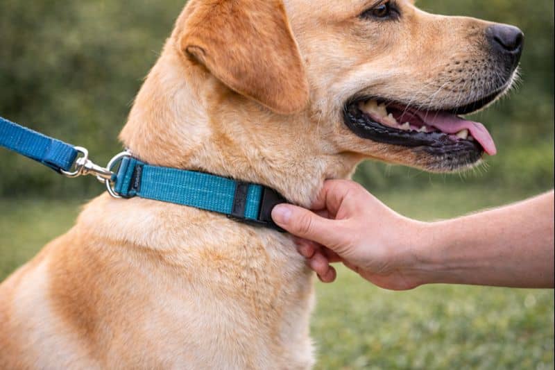 Vérification du réglage d’un collier pour chien avec la règle des deux doigts