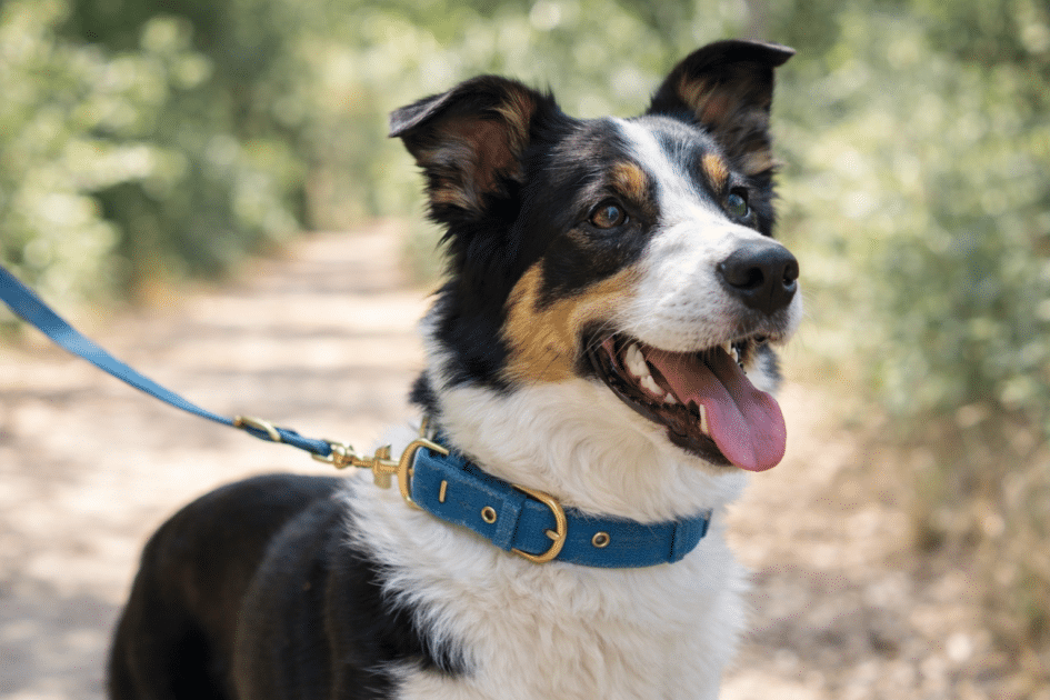 Chien portant un collier confortable lors d’une promenade en extérieur