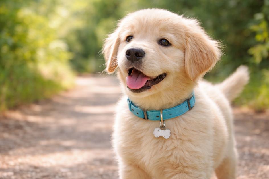 Chiot portant son premier collier léger lors d’une découverte en extérieur